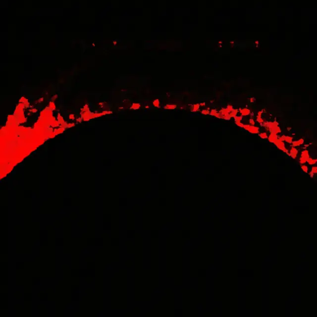 Cover Compagna Teresa