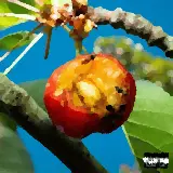 Cover LA STESSA CANZONE