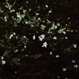 Cover Empireo Risolti