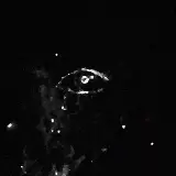 Cover QUESTA INSENSATA VOGLIA DI TE